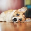 犬が幸せになれないN…