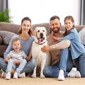 犬は『家族に順位付…