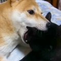 『犬と猫がイチャイ…