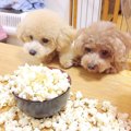 犬の前でポップコー…