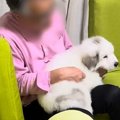 超大型の子犬を『膝…