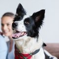 犬がテレビをじっと…