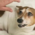 犬が『信用してない…