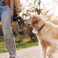 犬の飼い主による『…