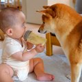 犬と赤ちゃんの微妙…