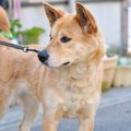 犬が警戒している時…
