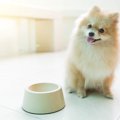 犬にとって「脂肪酸…