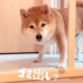 犬を置いて『ゴミ出…