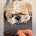 爆睡中の犬の顔に『…