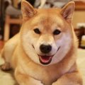 「柴犬まるたろう」…