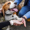 飼い主が愛犬に感謝…
