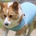 『カッコよく走って…