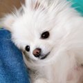 【悶絶必至】ベビー…