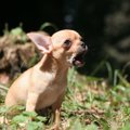 犬の『無駄吠え』は…