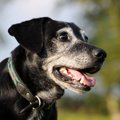 犬の年齢を「認知と…