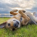 犬が体をくねくね動…