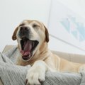 犬が『あくび』をす…