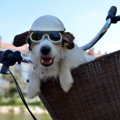 犬を自転車のかごに…