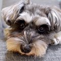 パパと犬の留守番を…