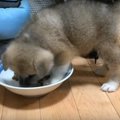 子犬がご飯を食べて…