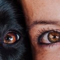 犬と人の『目の違い…