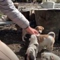 【野良犬支援】なん…