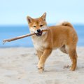 犬が木の枝を拾って…