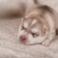 560万円で愛犬のクロ…