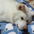 あれ？スヤスヤ寝て…
