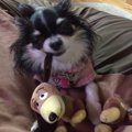 子犬を飼った後の体…