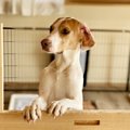 カワイイ！犬が時々…