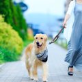 犬と楽しむ！軽井沢…