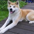 日本犬の里にいる6種…