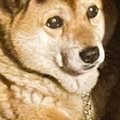 犬の頭に『影が落ち…