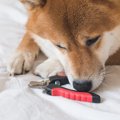 犬が苦しんでいる『…