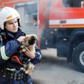 犬が原因で火事が起…