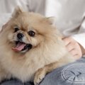 犬にとって『触られ…