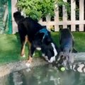 「ボールが取れない…