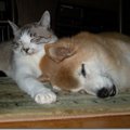 初めての犬との生活…