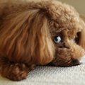 犬が『楽しくない』…