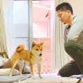 犬の目の前で『石に…