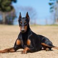犬の筋肉の役割とは…
