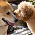 犬同士が見つめ合っ…