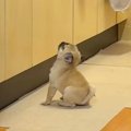キッチンで『子犬の…