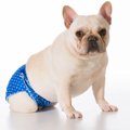 犬のおりものとは？…