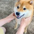 柴犬に『ある言葉』…