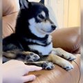 犬にイタズラしすぎ…