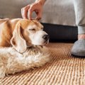 愛犬があなたの近く…