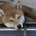 なぜ犬は「暑さ」に…