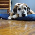 犬の貧血の正しい知…